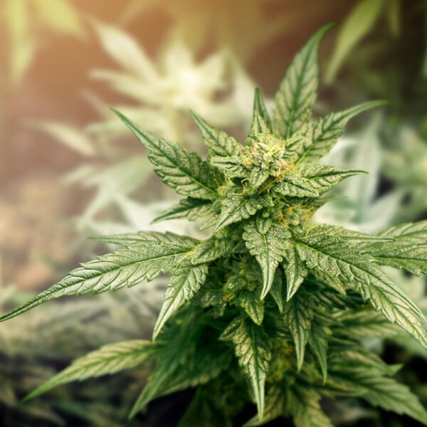 Programmes d'arrêt du cannabis par LIBERTÉ SANTÉ ADDICTIONS